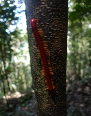 P1070556a.jpg